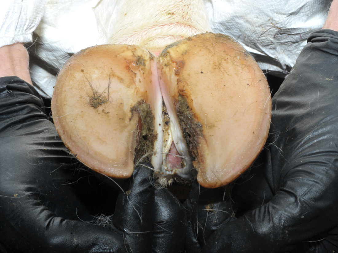 Cow Hoof With Foot And Mouth Disease Sores 1
